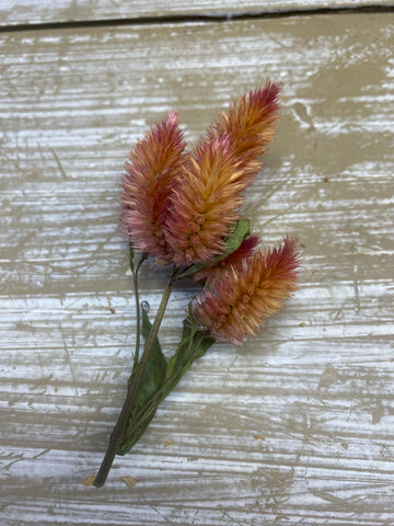 Celosia, caracos, oranje/roze, gedroogd, per steeltje met meerdere bloemen