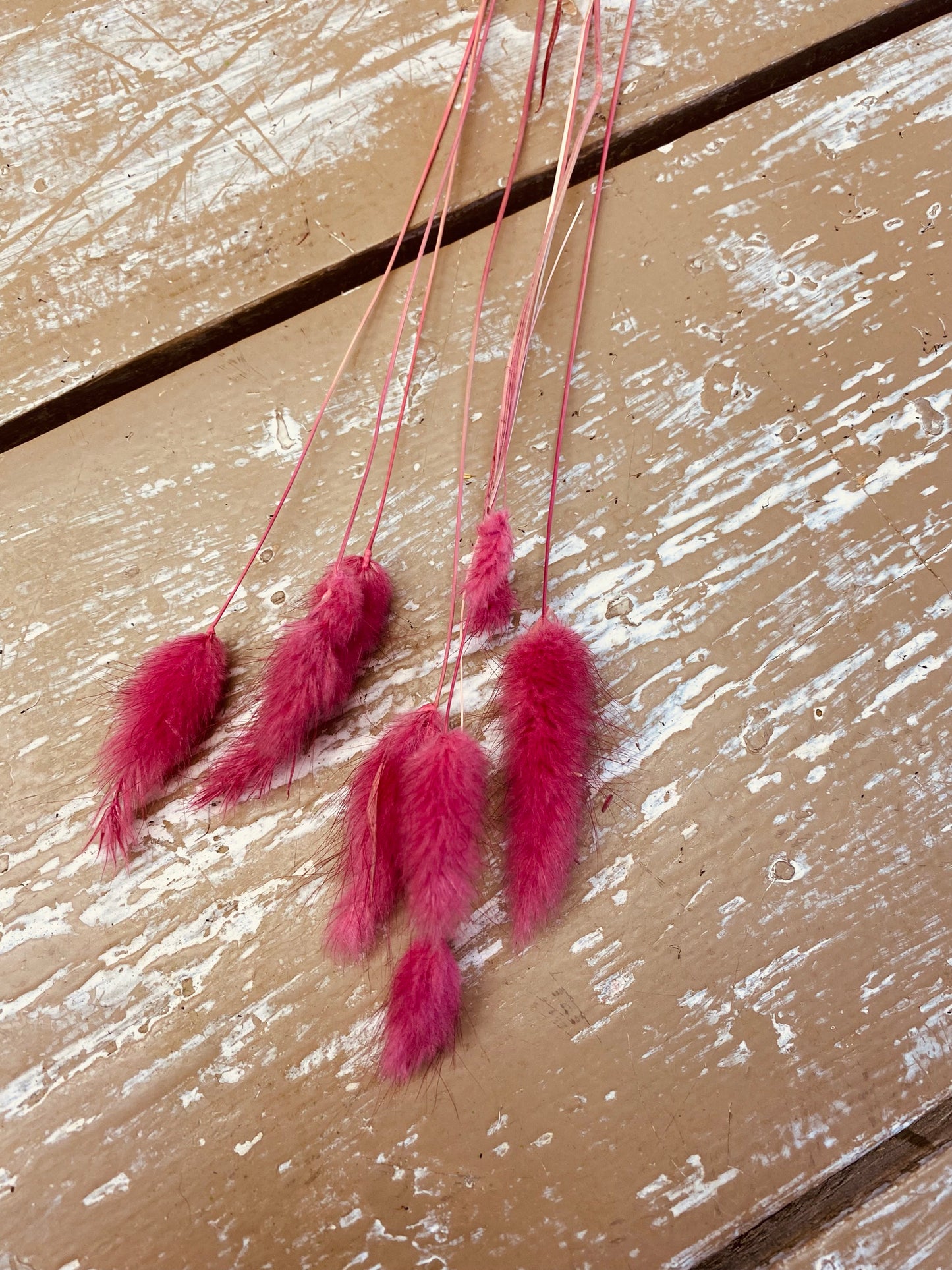 Lagurus, lagura, droogbloem, fel roze, per 10 stuks