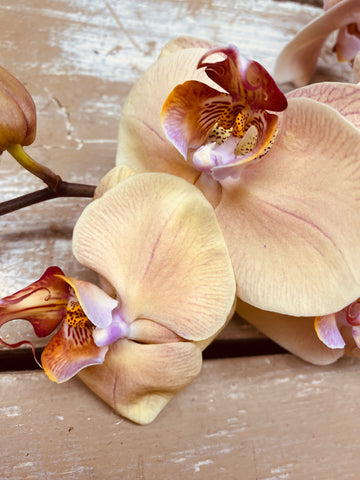 Orchidee bloem, Phalaenopsis bloem, zalm/roze, per 6 BLOEMEN