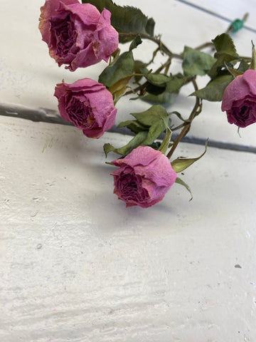 6 Trosrozen roze, droogbloem, per 6 bloemen op steeltje