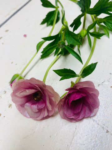 Ranunculus, ranonkel lila, Butterfly, per steel