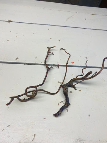 2 kleine Corylus takken, kronkeltak, Hazelaar, ±L10cm, per 2stuks