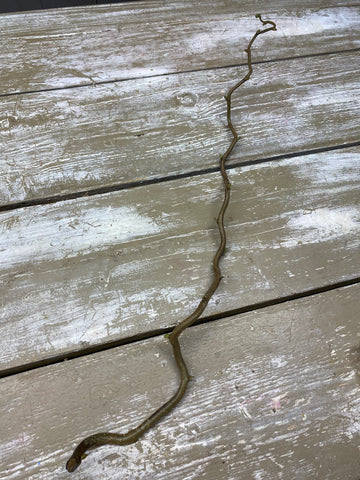Corylus tak, kronkeltak, Hazelaar, ±L60cm, per stuk