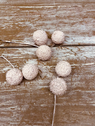 Platanus bol, plataan vrucht, mat zacht roze, per steel (2 tot 3 bollen)