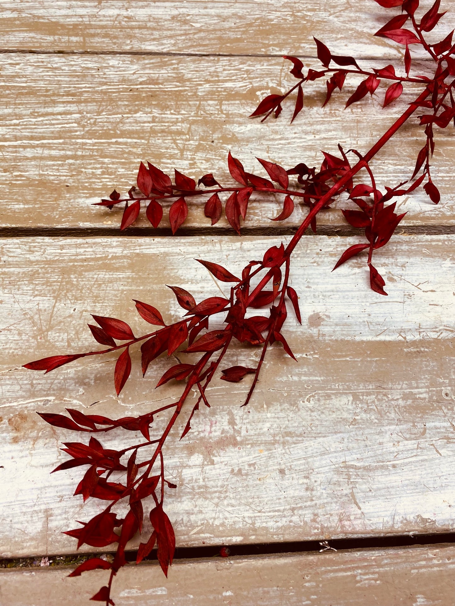 Ruscus, geprepareerd, bordeaux rood, per tak