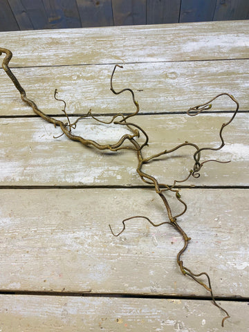 Corylus tak, kronkeltak, Hazelaar, ±L100cm, per stuk