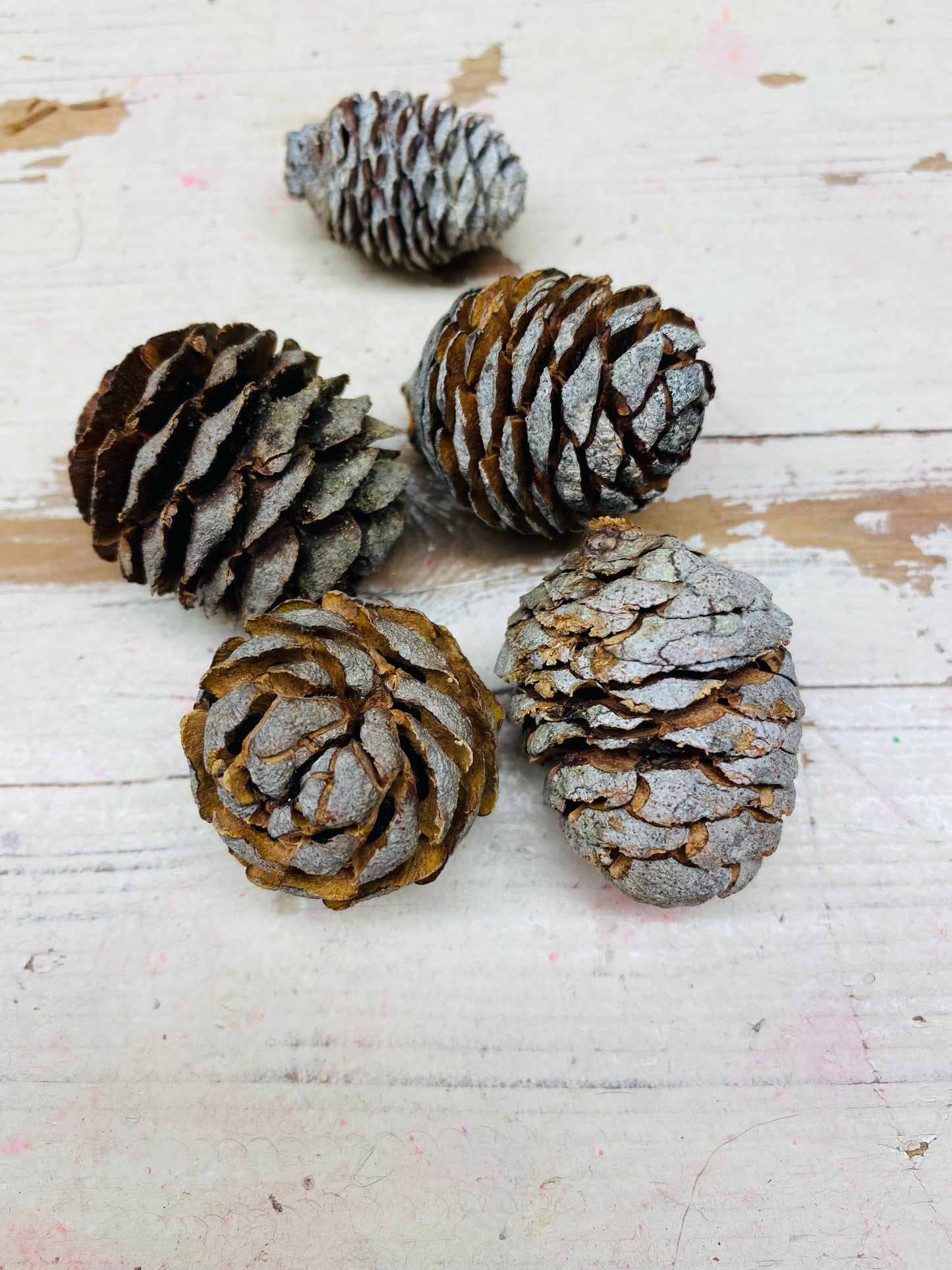 Denneappel, middel, naturel, per 5 stuks