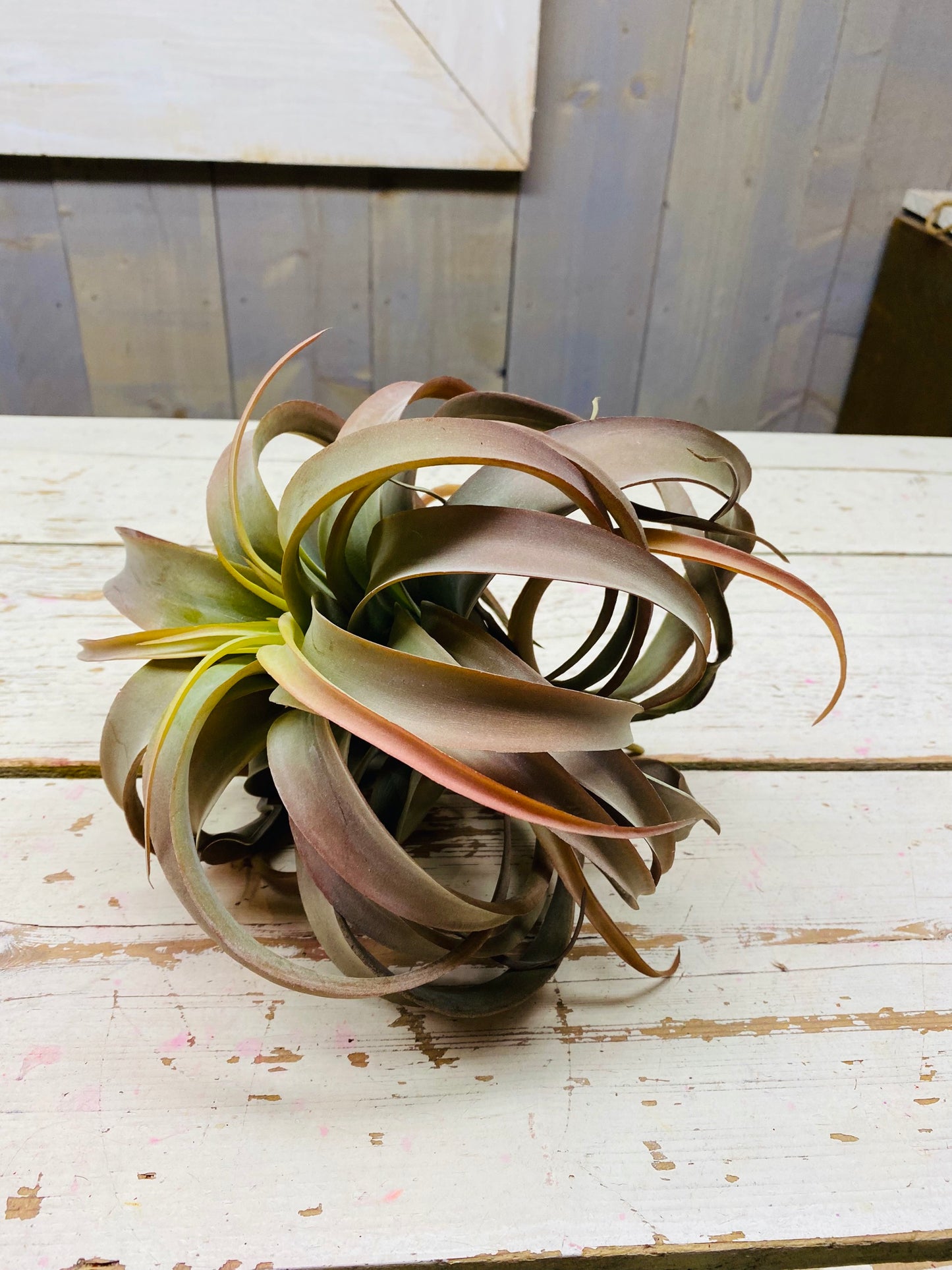 Tillandsia, groot, per stuk, kunststof
