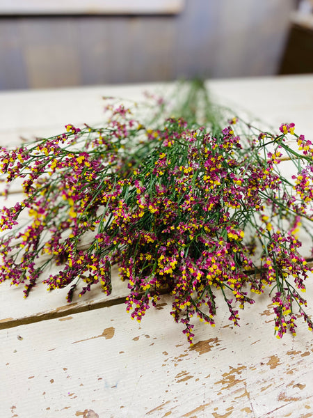 Limonium Diamond, per tak