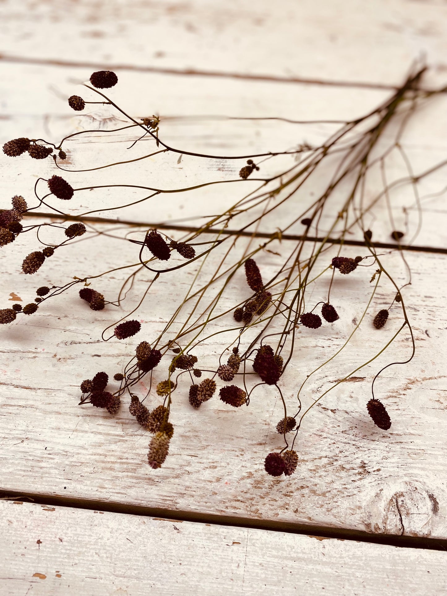 Pimpernel, Sanguisorba, droog, per steel