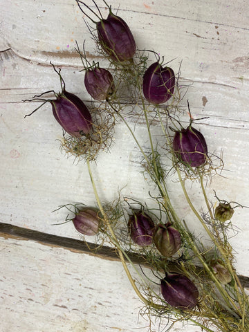 Nigella, Juffertje in het groen, zaaddozen 10 tot 15 stelen, droogbloemen