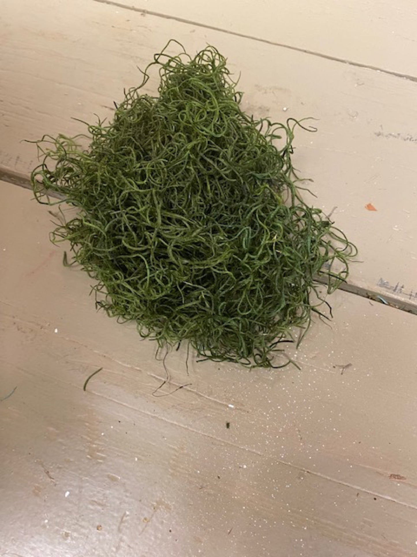 Tillandsia, geprepareerd, groen, per 25 gram