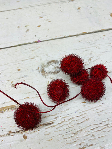 Platanus bol, plataan vrucht, rood, per steel (2 tot 3 bollen)