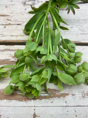 Kerstroos, Helleborus steel met div. bloemen, groen, per steel