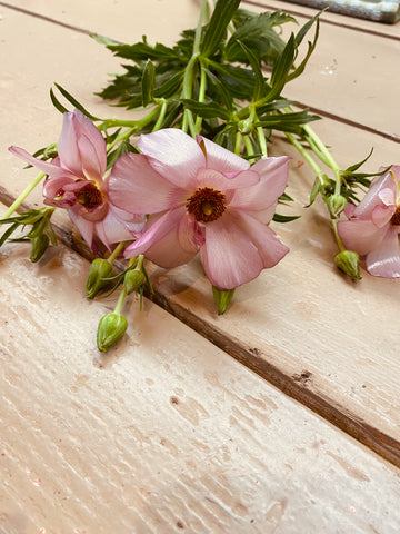 Ranunculus, ranonkel zacht Roze, Butterfly Adriadne per steel