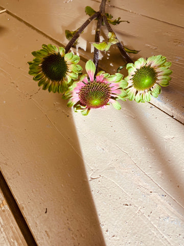 Echinacea, Zonnehoedje, groen/roze, per steel
