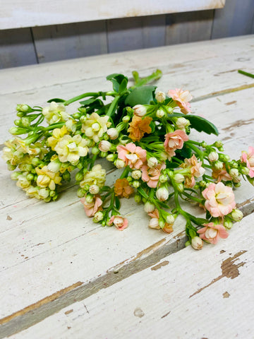 Kalangoe, 1 steel met meerdere bloemknoppen, geel/zalm
