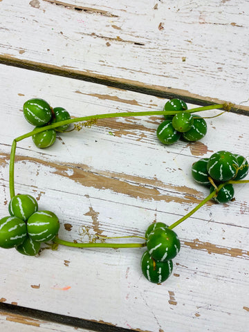 Diplocyclos, groene bolletjes slinger, vruchtjes