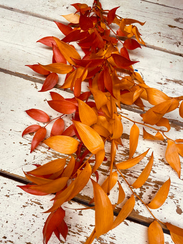 Ruscus tak, geprepareerd, 1 bruin/oranje en 1 licht oranje, per 2 stelen