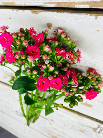 Kalangoe, 1 steel met meerdere knoppen, fuchsia/fel roze