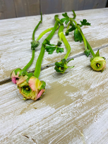 Ranunculus, ranonkel zalm/roze, per steel