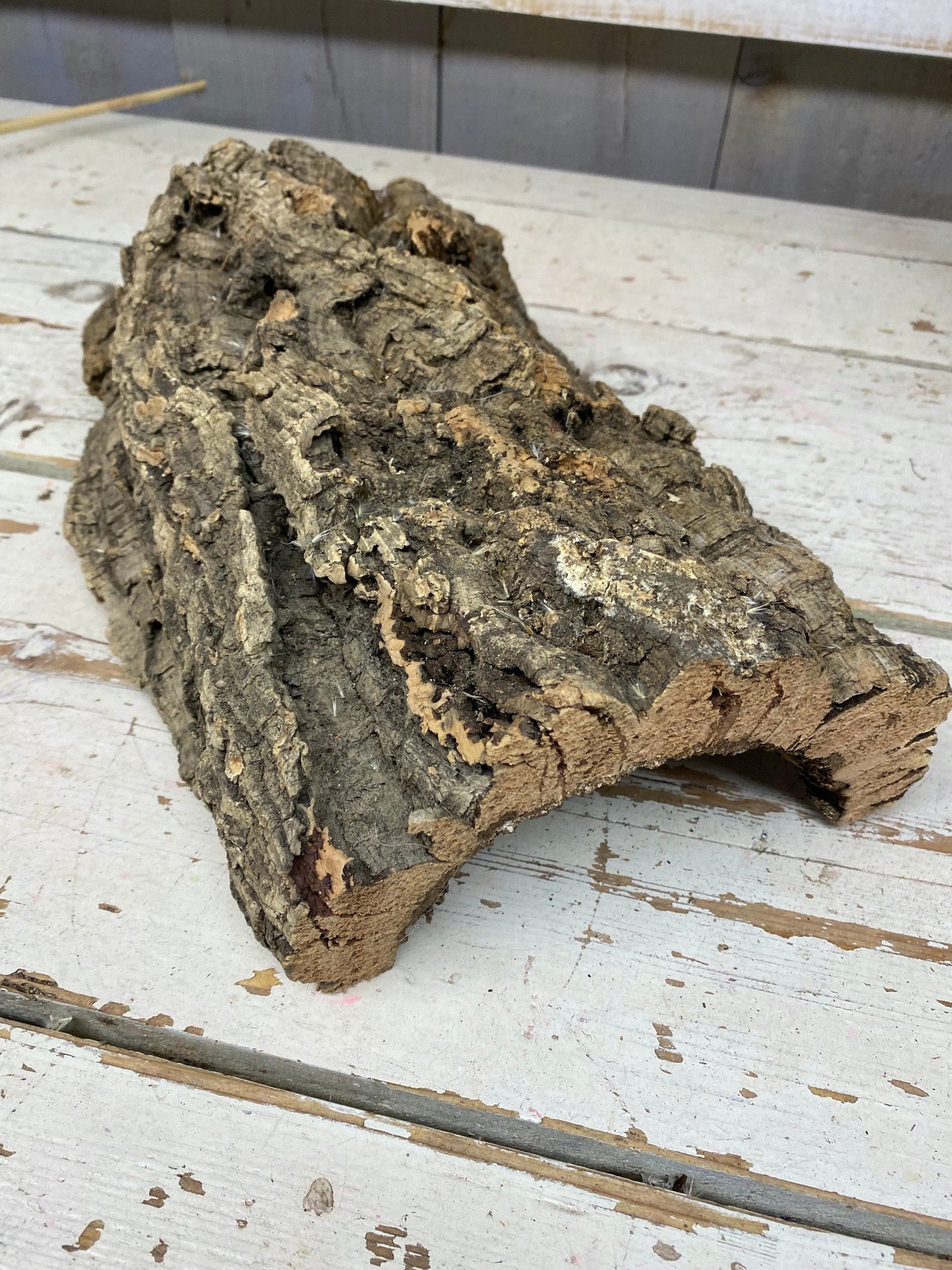 Boomstam, hol halfrond, kurk, naturel, L47cm
