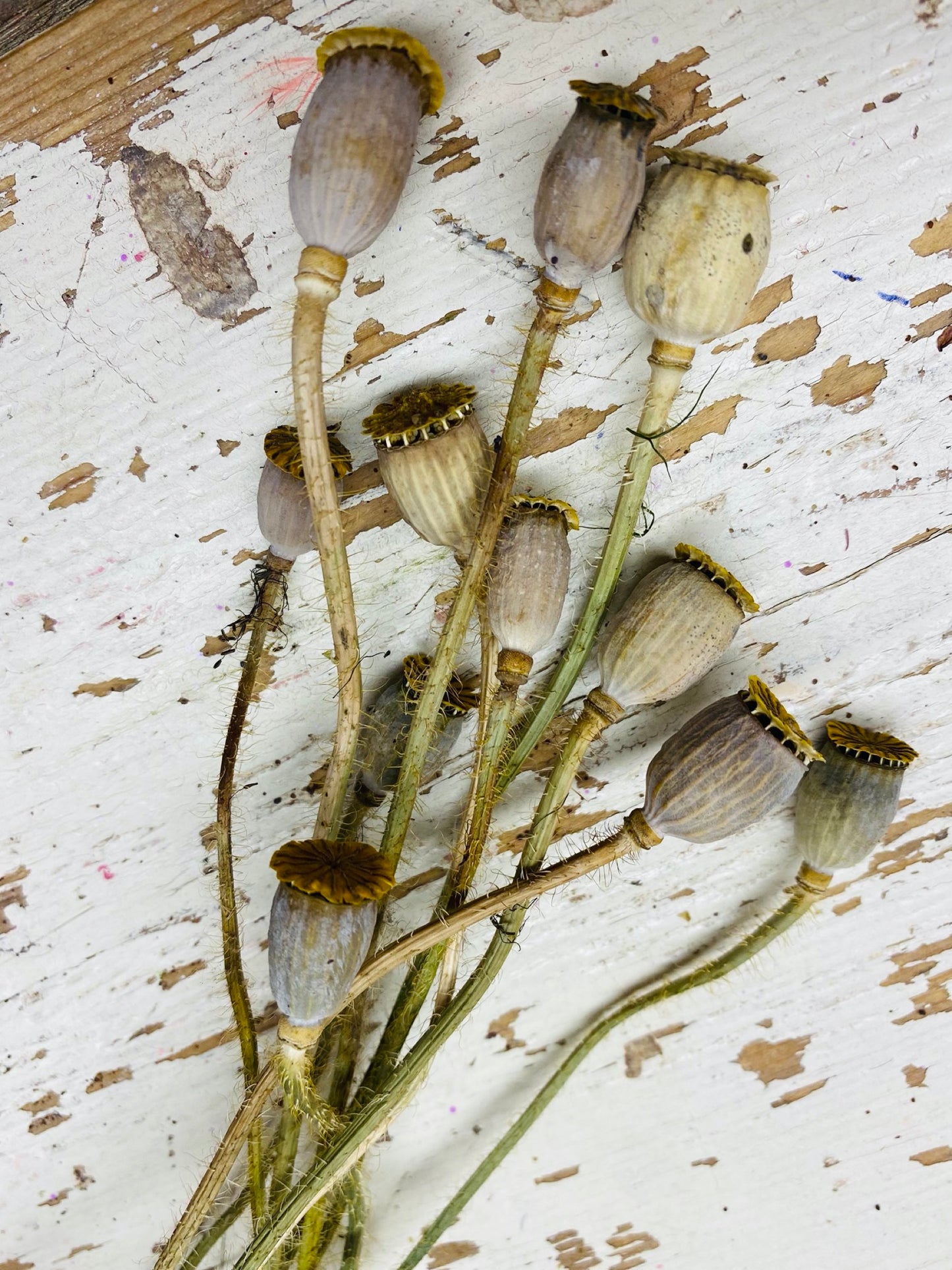 Papaver zaadbol, heel klein, naturel, 5 stuks