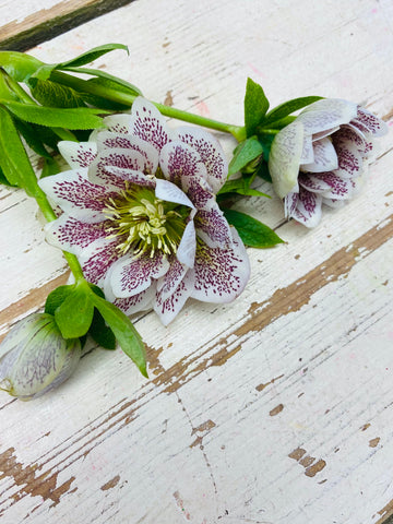 Kerstroos, Helleborus steel met div. bloemen, wit/paars, per steel