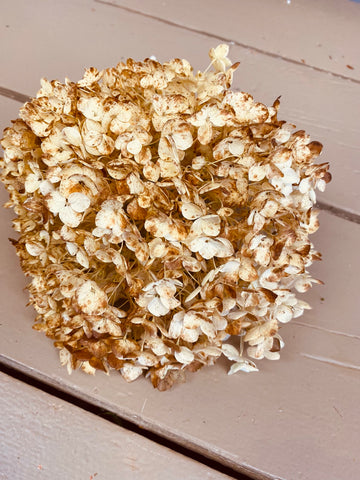 Hortensia Hydrangea, Annabelle, bruin, per 1 stuk
