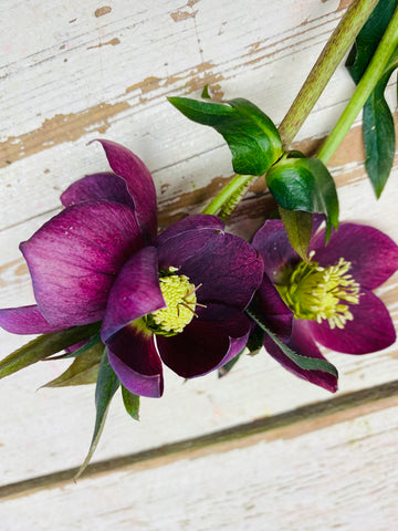 Kerstroos, Helleborus steel met div. bloemen, paars, per steel