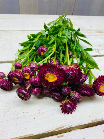 Helicrysum, droogbloem per steel, paars/fuchsia
