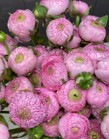 Ranunculus, ranonkel Roze per steel