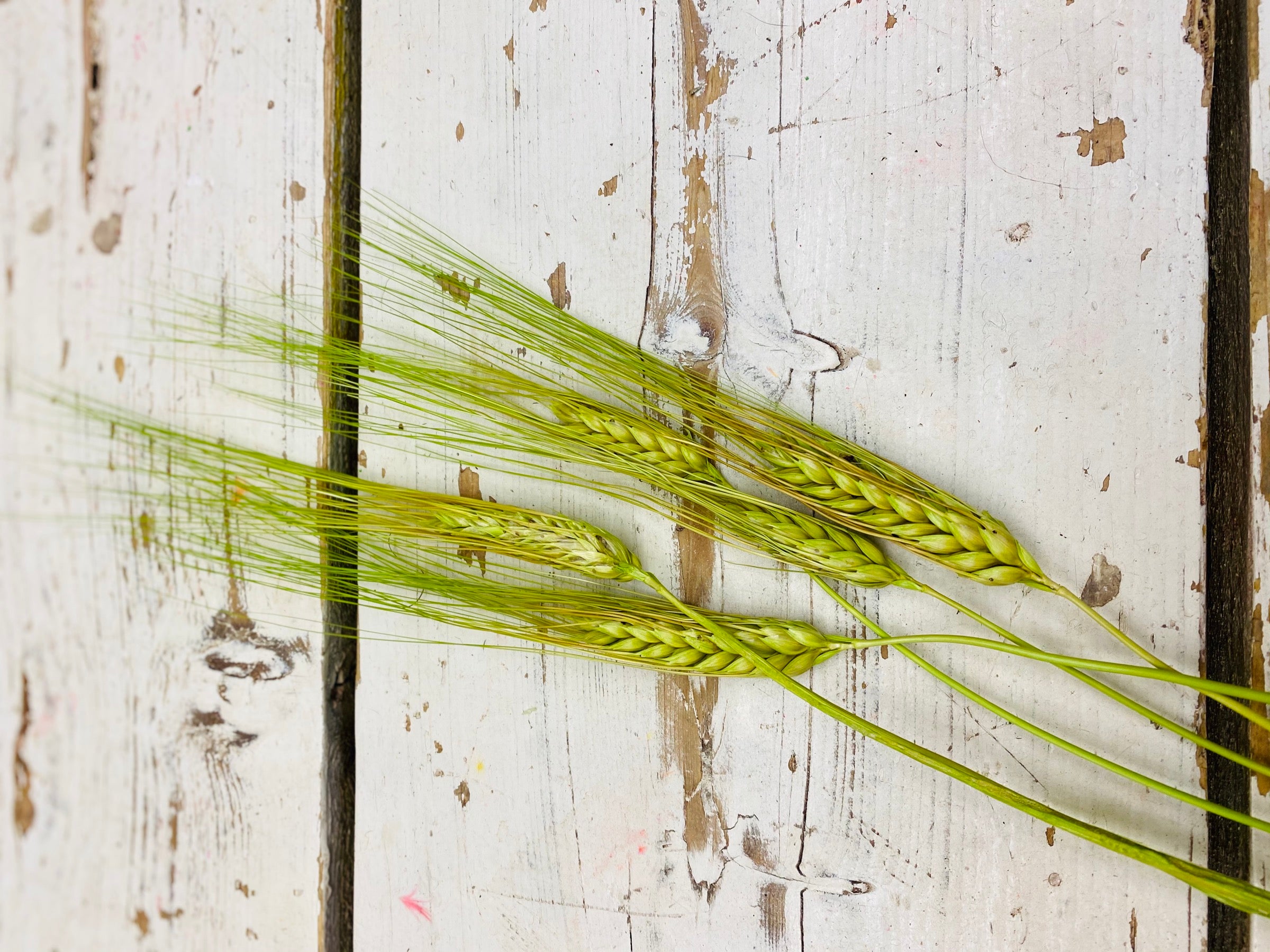 Graan gedroogd, groen geverfd