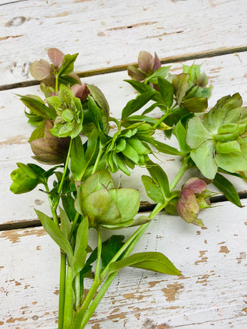 Kerstroos, Helleborus steel met div. bloemen met zaaddoos, groen/roze, per stuk