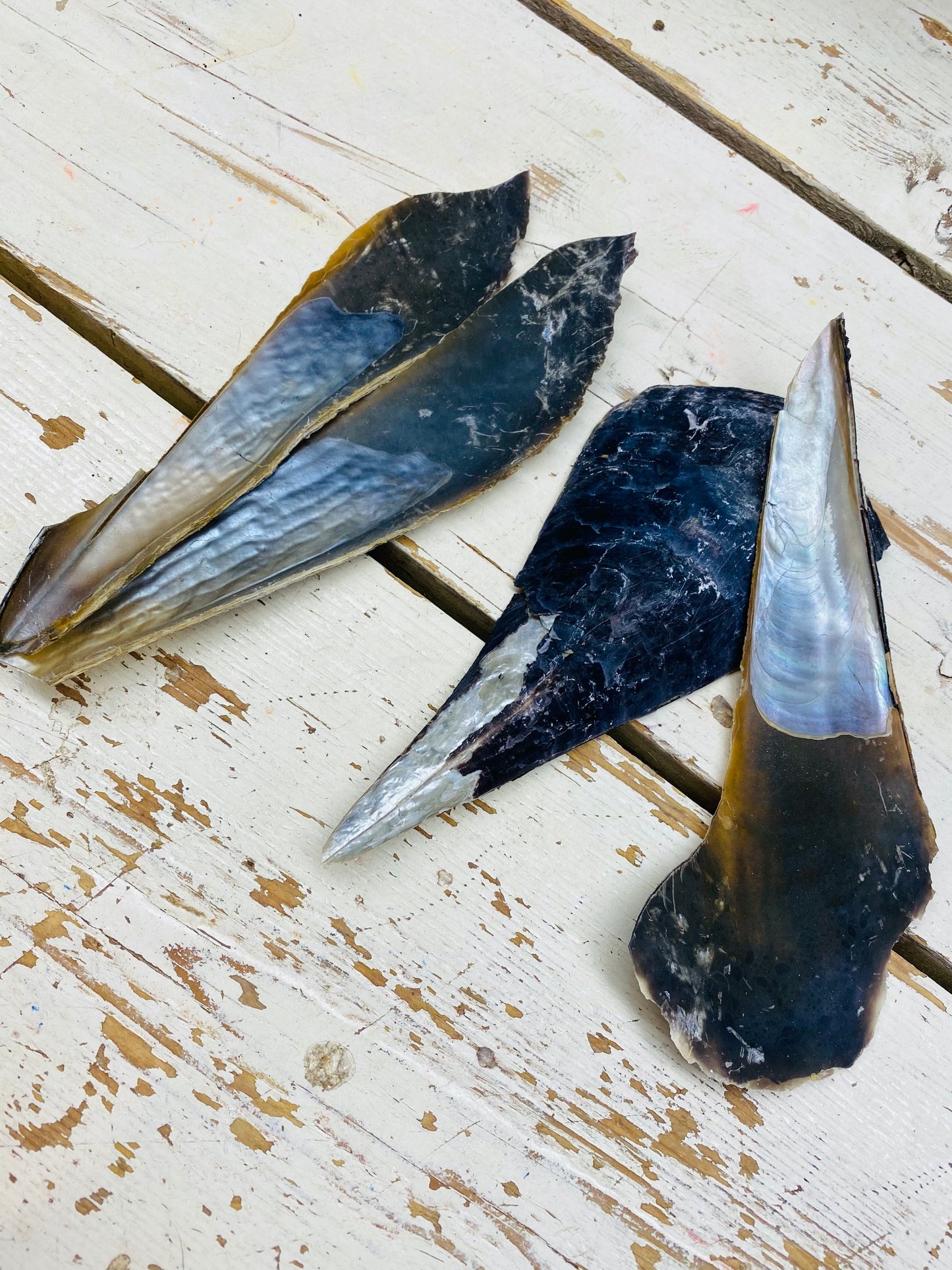 Schelp, mossel, groot formaat