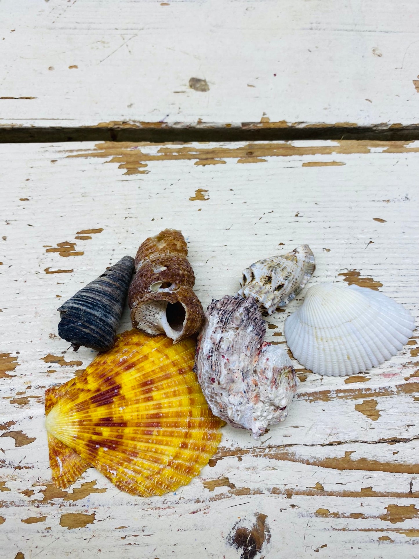 Schelpen diverse soorten per 5 stuks