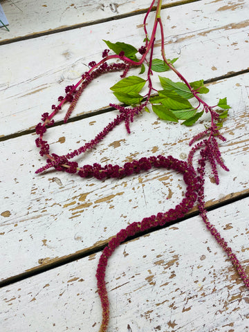 Amaranthus, kattenstaart, hang, bordeaux rood, per stuk