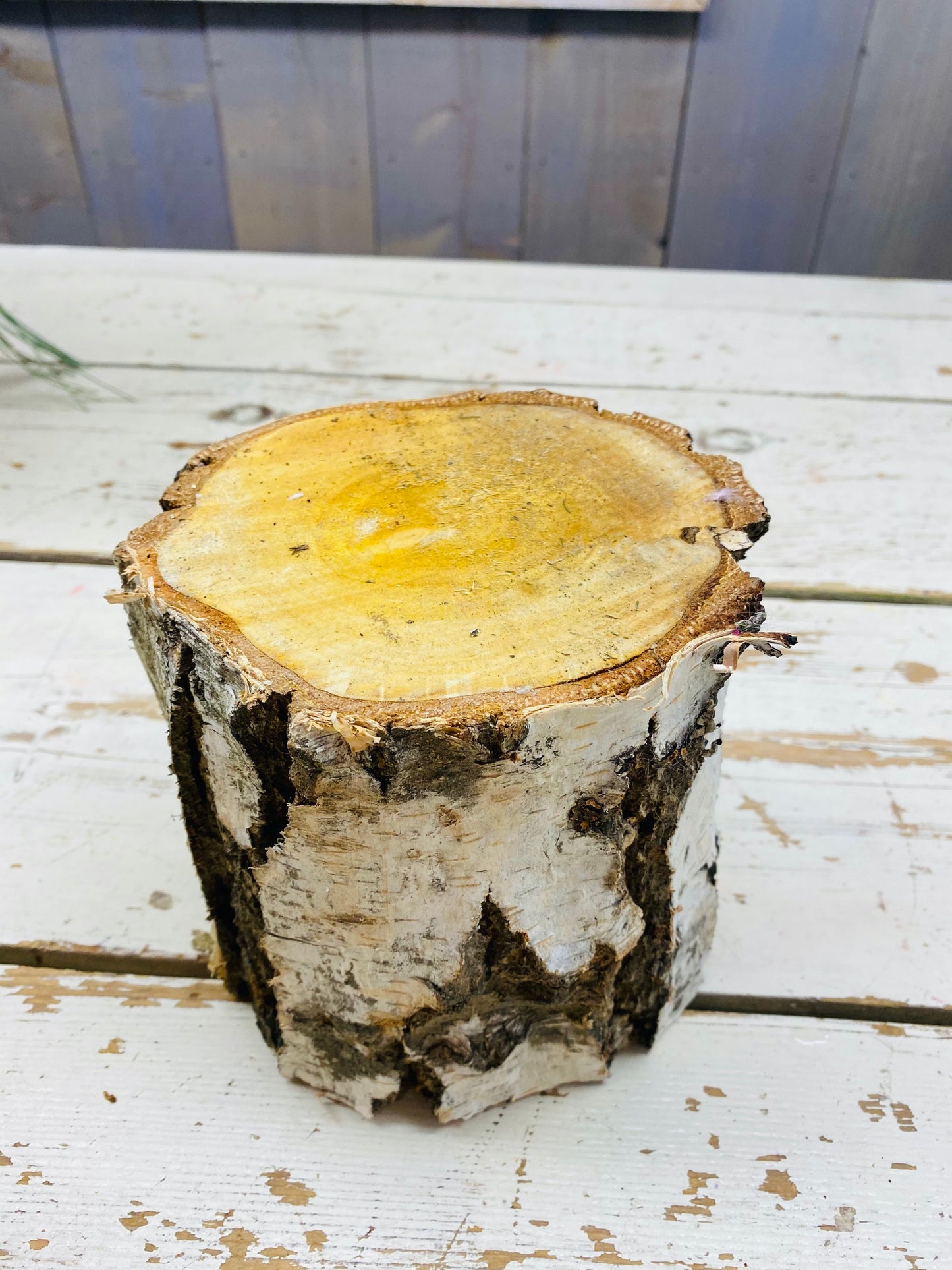 Hout blok berken, H15cm, D15cm, per stuk