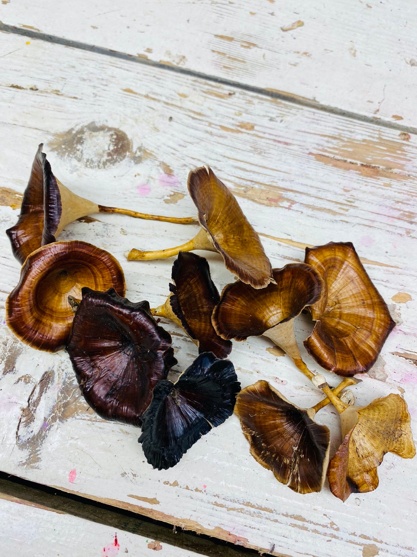 Champignons, paddestoel, Mushroom, gedroogd, golden, bruin, per 5 stuks