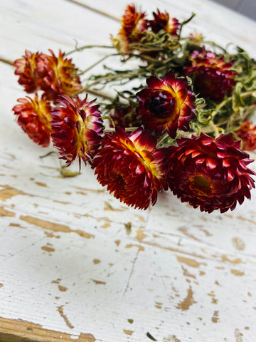 Helicrysum, droogbloem per steel, Zalm kleurig