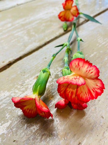 Tros anjer Dianthus Solomio Lala Cult, fuchsia/oranje per steel