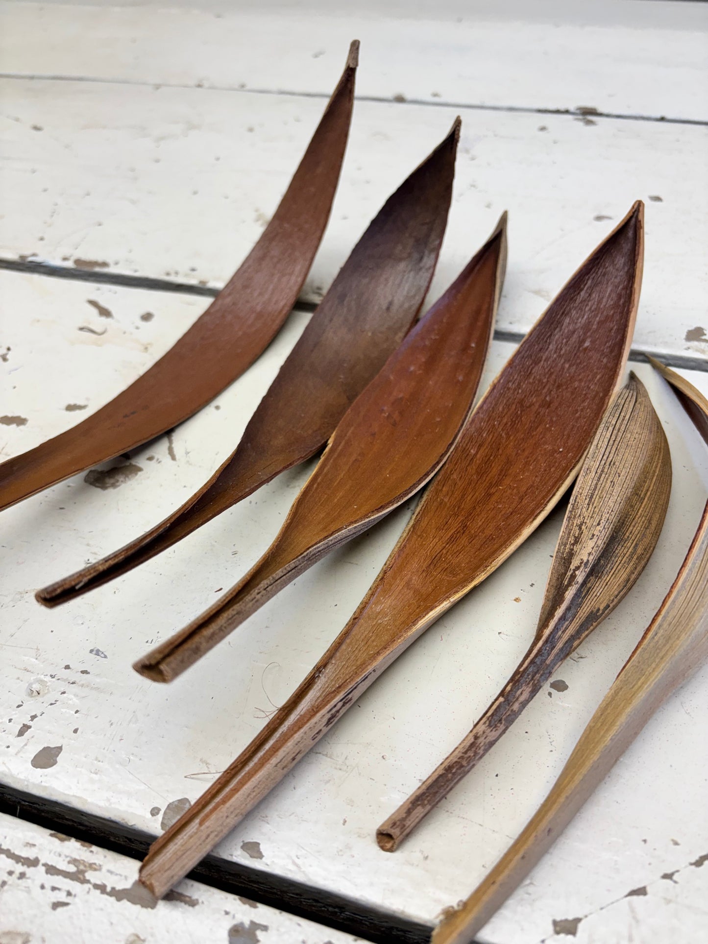 Coco mini bladeren, naturel, ±L24cm, per 6stuks