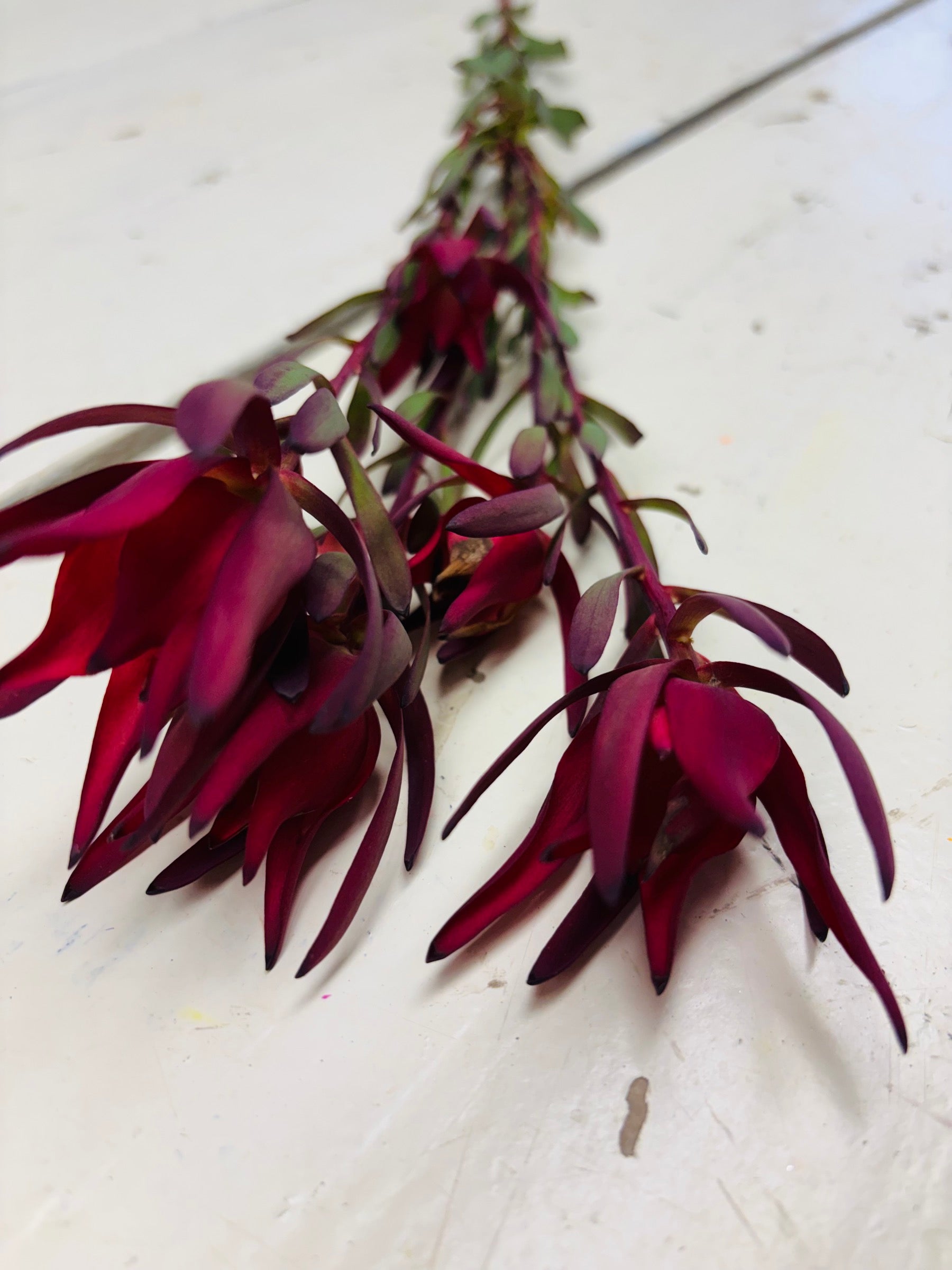 Leucadendron, rood, vertakt, per stuk