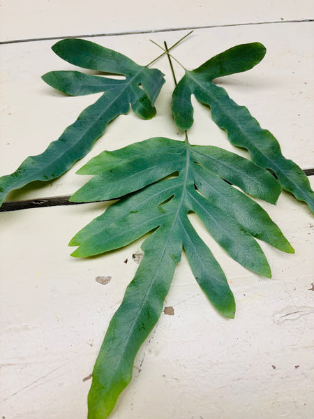 Plebodium stelen, per 3 stuks