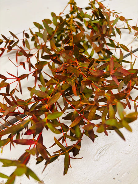 Eucalyptus Parvifolia, oranje gekleurd, vertakt, per steel