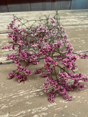 Limonium, fel roze,  per tak