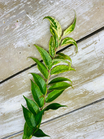 Leucothoe, geel/groen, per steel