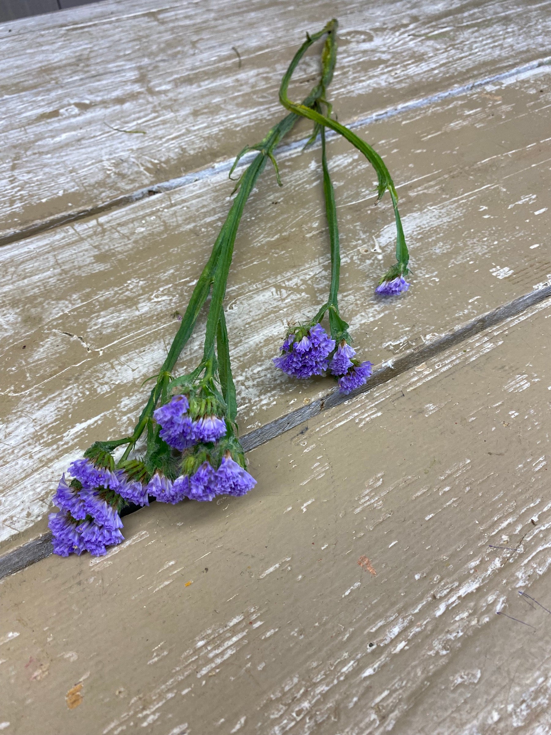 Limonium, Rossi, lila, per tak