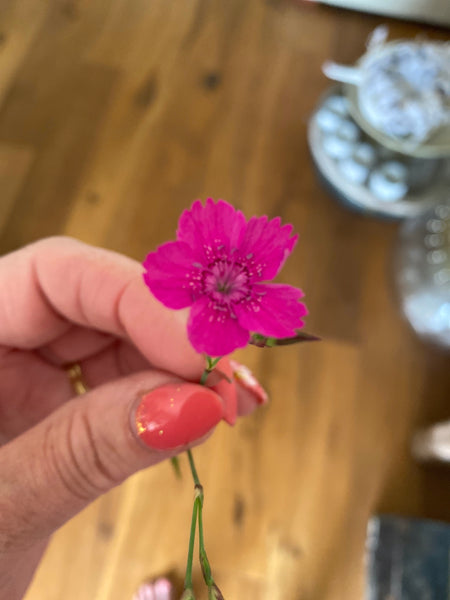 Tros anjer / Dianthus Deltoides / Steenanjer, fel roze, per steel/per bloem