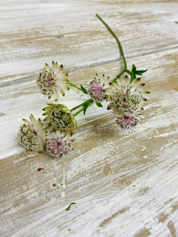 Zeeuws knoopje, Astrantia major, zacht roze, per stuk